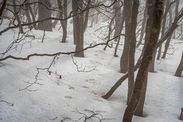Veduta del sottobosco ricperto di neve con evidenti impronte di lupo selvatico