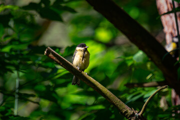 Titmouse Perched on a Forest Branch