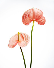 Anthurium on a white background.
