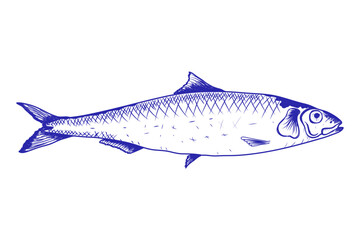 Sardine Fish Hand Drawn Isolated Background.