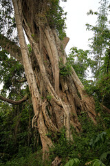 Old large twisted tree trunk in the forest In India