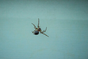 A small spider explores a smooth light blue surface, showcasing its intricate features while moving...