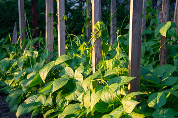 Vibrant green bean plants are seen growing vigorously against wooden supports, bathed in warm...