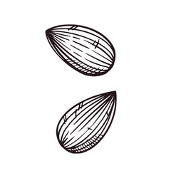 Set of illustrations with nuts, almonds. All objects are hand-drawn in vector ink. The illustration is suitable for the decoration of food packaging, plant-based milk, printing on fabric and paper.