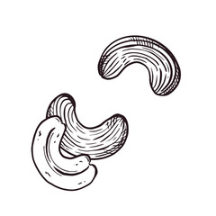 A set of vector illustrations. Cashew nuts, half a nut. All objects are hand-drawn in vector. The illustration is suitable for printing on product packaging, for kitchen and store design.