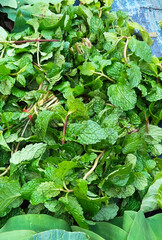 Close-up of Fresh Green Mint Leaves