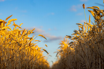 A cluster of ripe ears of wheat standing tall against a vibrant blue sky with scattered white clouds. The wheat heads are a rich golden-yellow, indicating they are ready for harvest.