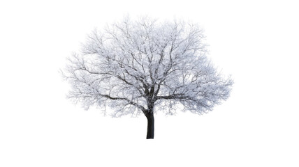 Obraz premium Single green tree with foliage isolated on white background 