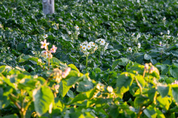 Blooms of potato flowers emerge among lush green leaves in a vibrant field during the warm days of early summer