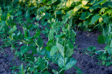 Green pea plants thrive in rich soil, reaching for the sun in a garden, showcasing their vibrant...