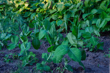 Green pea plants flourish in rich soil, basking in the soft illumination of the early morning sun,...