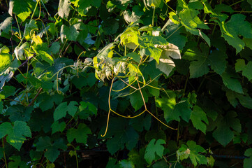 Twisting tendrils of grapevines reach toward the soft evening light, surrounded by vibrant green...