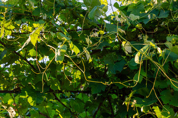 Vibrant green grapevine leaves and curling tendrils thrive under the sunlight in a garden,...