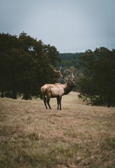 Bull Elk Standing in Meadow with Antlers Silhouetted Against Forest Background