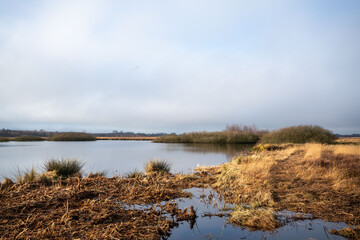 swamp