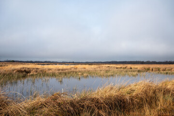 Obraz premium swamp