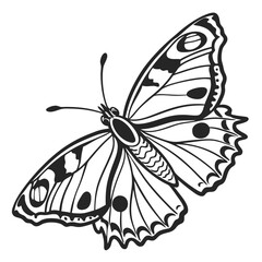 Butterfly  line art vector icon on white background.