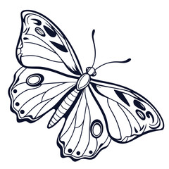 Butterfly  line art vector icon on white background.
