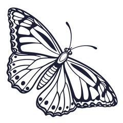 Butterfly  line art vector icon on white background.