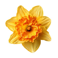 Daffodil flower top view on transparent background