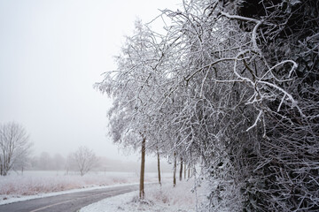 trees in frost