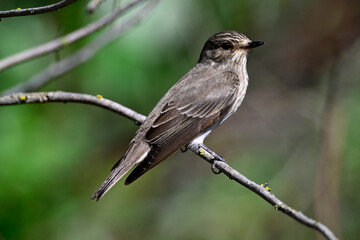 Grauschnäpper // Spotted flycatcher (Muscicapa striata)