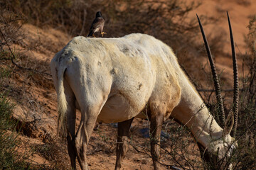 Bird Walking on the back of an Arabian Oryx, UAE, 2025