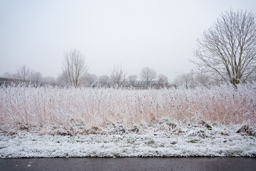trees in the snow