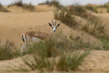 Antelope in the Desert, UAE, 2025