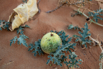 Wild Watermelon in the Desert, UAE, 2025