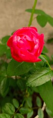 red rose with water drops