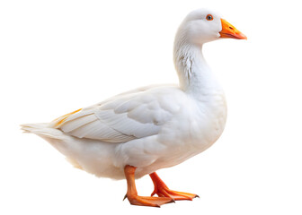 white domestic goose isolated on white background , PNG
