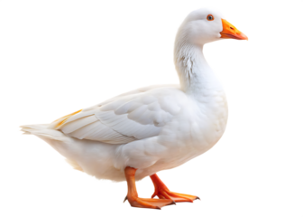 white domestic goose isolated on white background , PNG