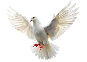 white dove takes off on a isolated on white background , PNG