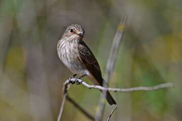 Grauschnäpper // Spotted flycatcher (Muscicapa striata)