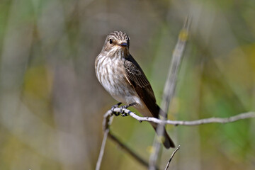Spotted flycatcher // Grauschnäpper (Muscicapa striata)