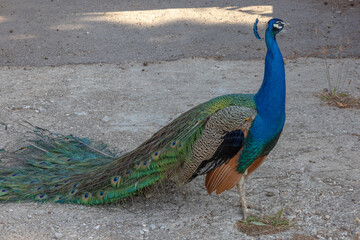Peacock is one of the most beautiful birds because of its colorful tail. The peacock is...