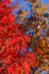 Autumn background with golden bokeh and red glittering autumn leaves, vertical size