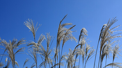 A close-up of silver grass swaying in the wind under a blue sky, sparkling in the late autumn light