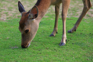 A beautifully furred young doe walking through the grass at Nara Deer Park, a tourist spot in the ancient capital