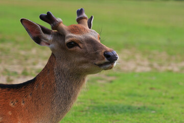 A young deer relaxes and smiles in Nara Park, a popular tourist attraction in Japan's ancient capital
