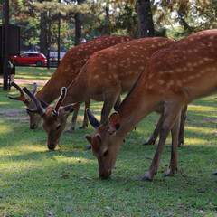 Three deer grazing side by side in Nara Park. Square size
