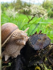 schnecke