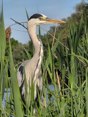 Reiher im Schilf