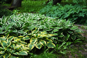 Hosta Minuteman and Wide Brim growing in green garden