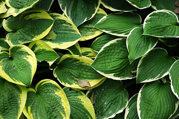 Hosta Minuteman and Wide Brim in close-up
