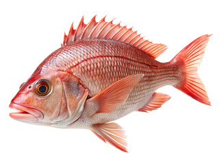 Obraz premium red snapper isolated on white background , PNG