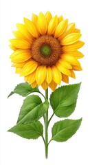 Obraz premium Vibrant Yellow Sunflower with Dew Drops on White Background