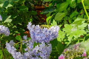 淡い紫色の花びらが重なる星形の紫陽花クローズアップ