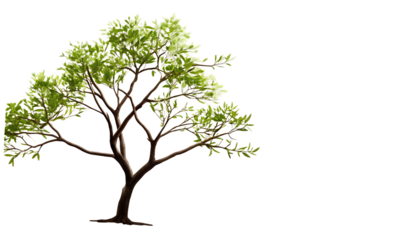 a tree branches plant leaf isolated on white background PNG , AI GENERATED